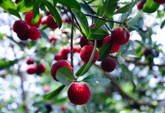 云南省石屏縣全產業鏈打造楊梅之鄉大品牌