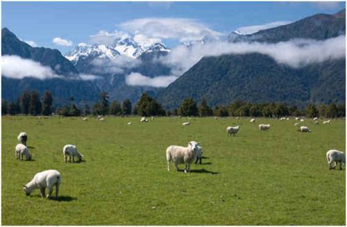 陜西羊乳產品占全國85%市場份額 2025年產值將突破千億元