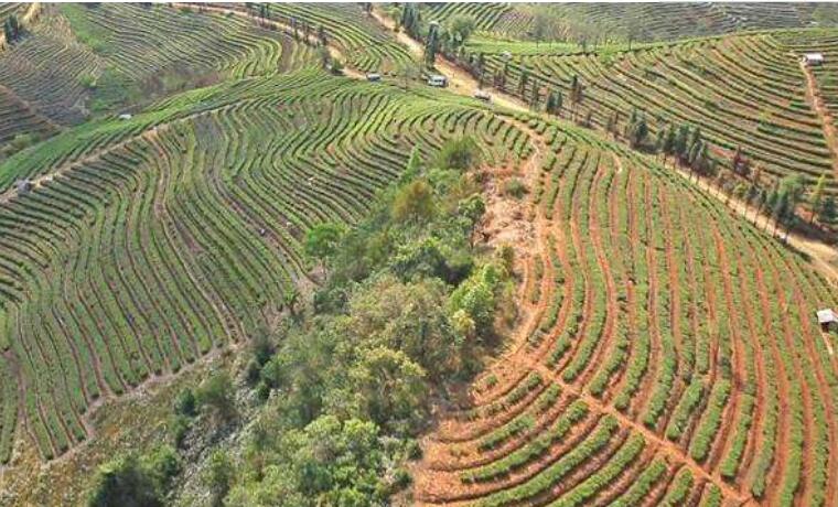 云南省臨滄市臨翔區建成高原特色產業基地238萬畝