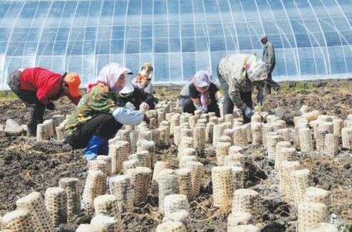河南新鄉再添農業“芯片” 食用菌新品種授權數量全國第一
