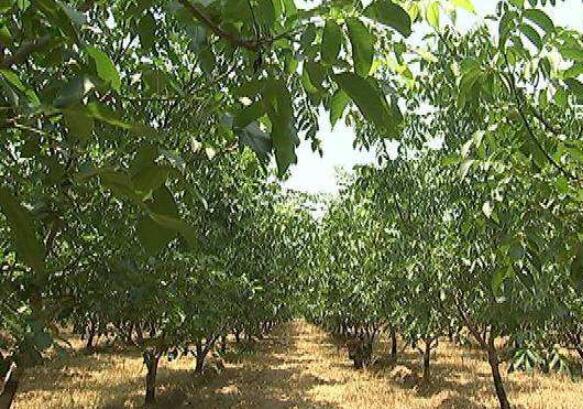 因地制宜創新模式 河北石家莊產業扶貧助農脫貧