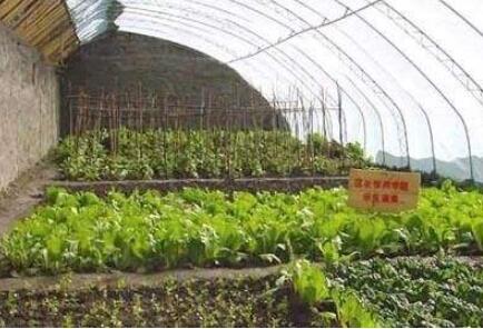 我國“菜籃子”產品供給充足 市場價格基本平穩