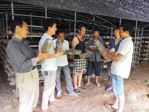 河南南召杜德發：單身貧困戶變身致富帶頭人