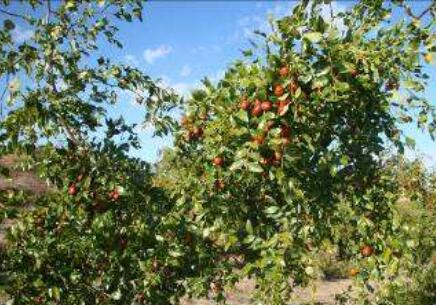 四川省農科院將科技扶貧作為調研重點 為脫貧攻堅插上科技翅膀