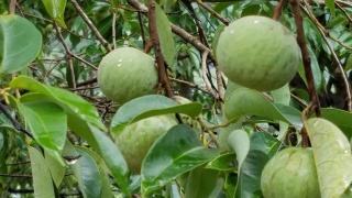 云南廣南：蒜頭果產業集群發展