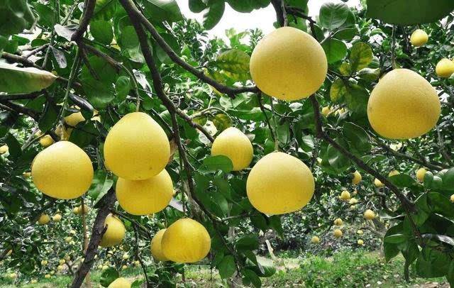 廣西容縣發布沙田柚區域品牌戰略