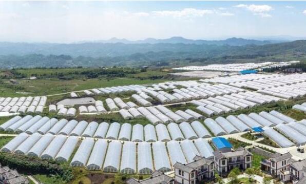 內蒙古包頭土默特右旗以黨建引領科技助農 把小地梨做成大產業