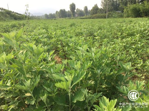 河南南召縣中藥材產業成為群眾脫貧致富“千金方”