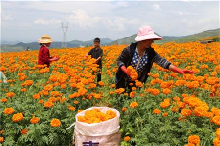 云南全省脫貧縣農村居民收入穩步增長