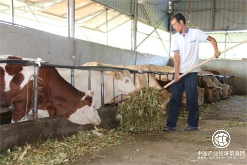 河南南召縣貧困戶黨主峰：養牛發財變身“致富標兵”