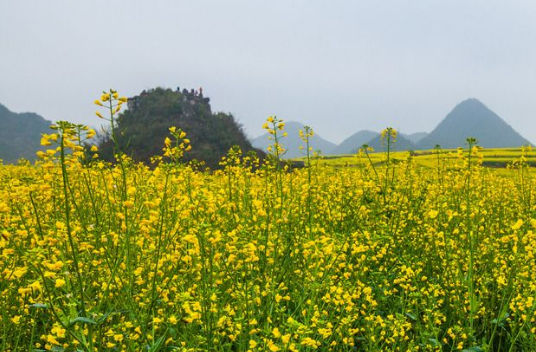 菜籽油成新需求 擴植油菜面積延產業鏈增附加值