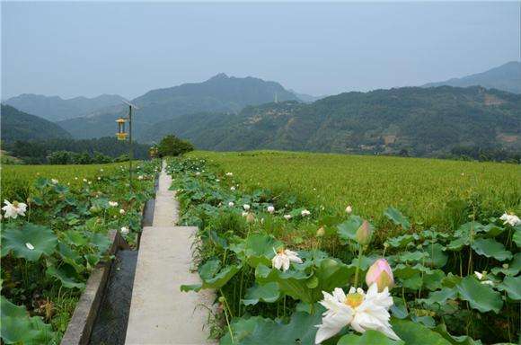 重慶萬盛經開區：農業綜合開發為鄉村振興注入新動能