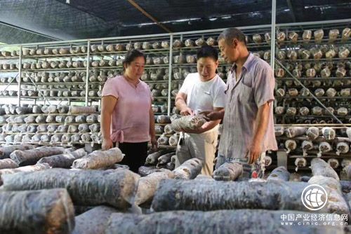 河南南召：小香菇長成富民大產業