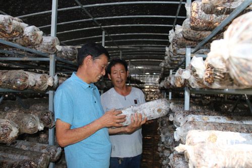 河南南召王廣遼：脫貧致富當上村干部 帶領群眾奔富路