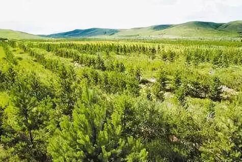 國家林草局推動京津風沙源治理工程可持續發展