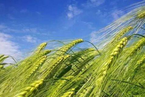 青海糧食產量連續14年穩定在100萬噸以上