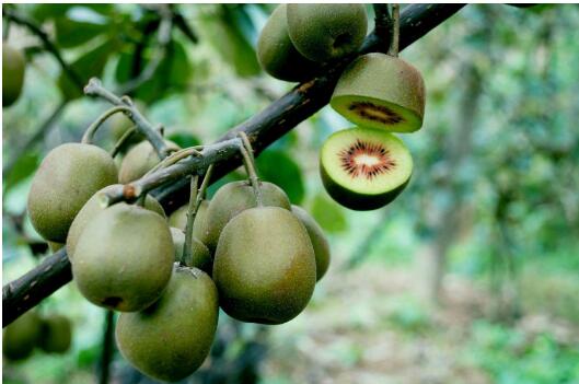 貴州遵義仁懷：“扶貧藤”結“致富果”，幸福花開百姓家