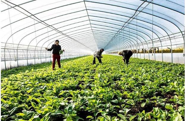 各地秋季蔬菜陸續集中上市 供應充足價格回落