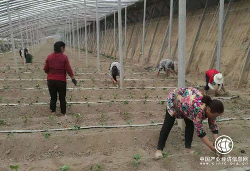 河南省方城縣楊樓鎮：搭建產業扶貧平臺助力脫貧攻堅