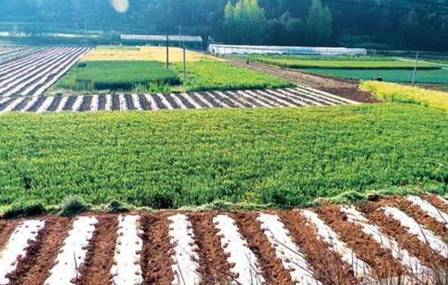 甘肅省酒泉市：農業生產向現代高端邁進