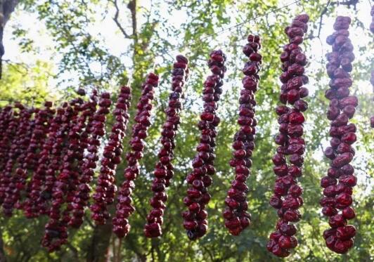 陜西佳縣發展特色產業助脫貧：抓住好項目 增收添門路