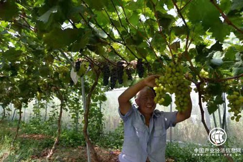 河南省方城縣二郎廟鎮產業扶貧呈現強勁勢頭