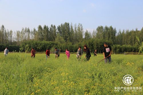 河南省南召縣中藥材產業成為脫貧“良方”