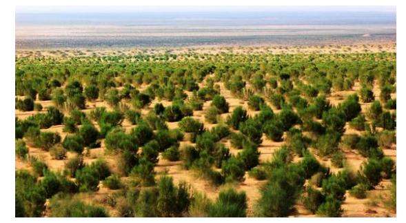 支付寶螞蟻森林獲聯合國最高級別環境榮譽“地球衛士獎”