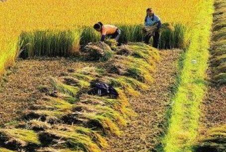 糧食增產在望 養豬信心恢復