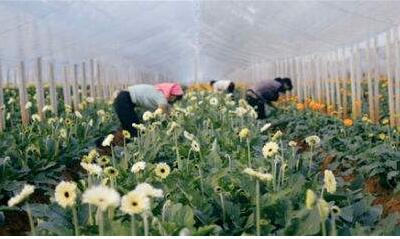 昆明晉寧被列入云南省“一縣一業”花卉產業示范縣