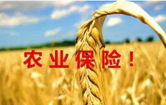 全國農業保險保費規模超900億元