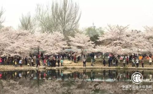 早春玉潭櫻花鬧，黔枝玉葉載春來!