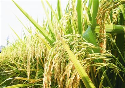 財政部下達農業生產防災救災資金3.76億元 支持黃淮海等地抗旱保春播
