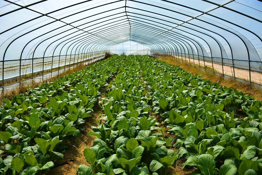 甘肅省會寧縣：蔬菜產業讓農民有奔頭