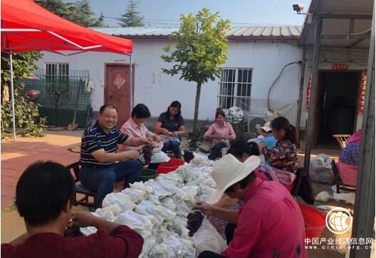 增強發展動力，共享發展成果——河南省方城縣二郎廟鎮滹沱村給全體村民發放葡萄