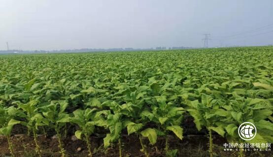 河南方城縣廣陽鎮打造煙葉產業名片 實施精準扶貧、精準脫貧