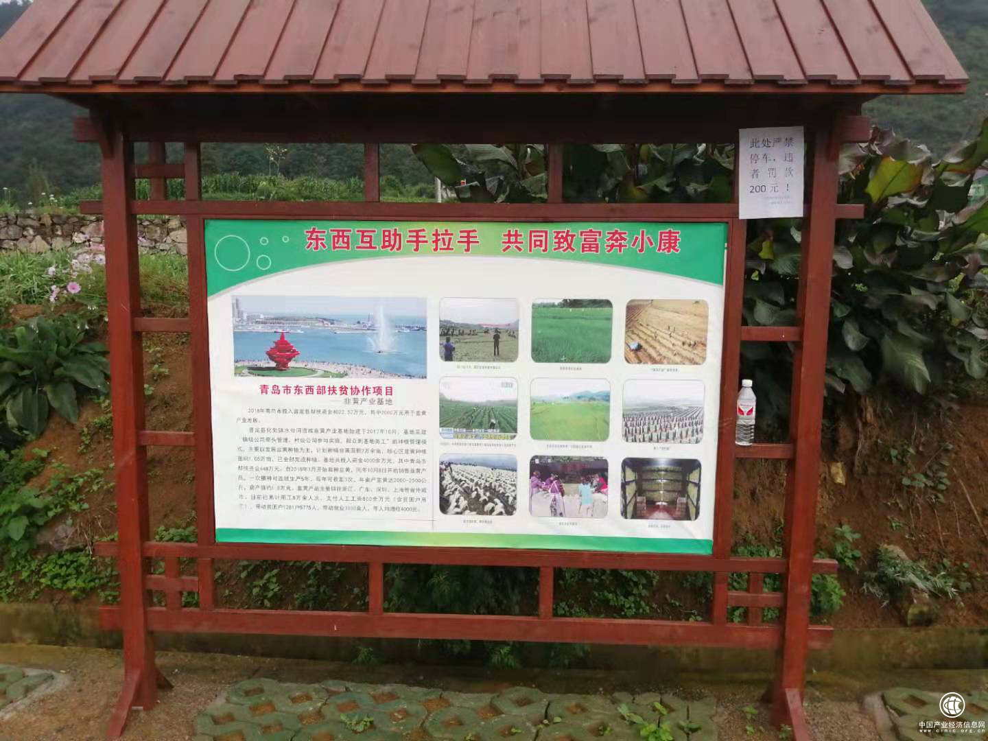青島市嶗山區東西部扶貧協作助力安順普定縣韭黃產業發展