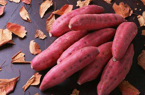 京冀兩地共推甘薯產業高質量發展