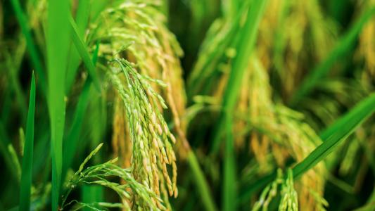 我國現代稻作50年：單產提高130%！