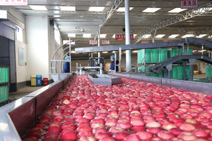 甘肅開啟“一帶一路”果品陸海貿易新通道