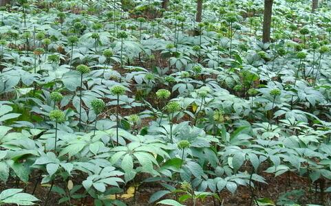 云南文山州：“文山三七”全產業鏈格局初步形成