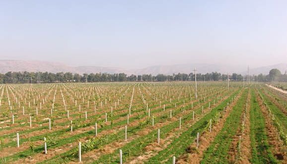 承包地經營權流轉，中央一號文件強調“規范”