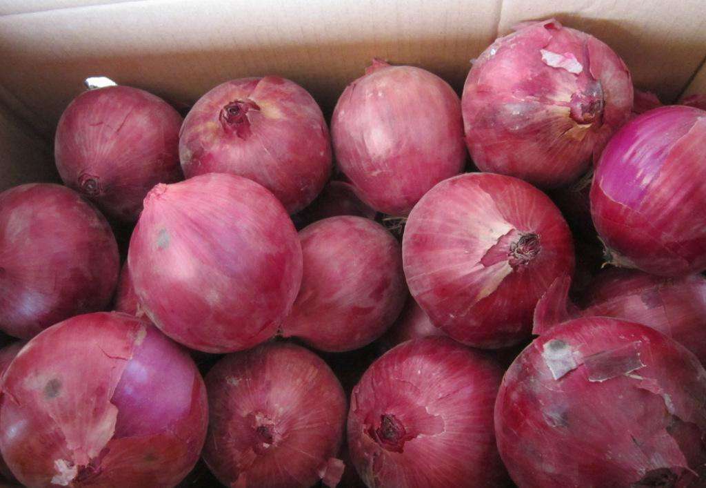 甘肅洋蔥出口量價齊升 專家提醒切勿盲目擴大種植