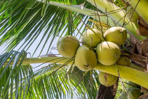 海南建立推進椰子產業發展聯席會議制度