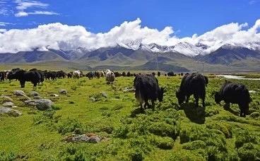 青海貴南：“一人一牛，一人十羊”產業脫貧穩收益