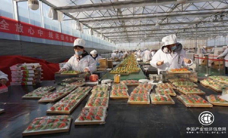 “歷城草莓” 香飄大江南北