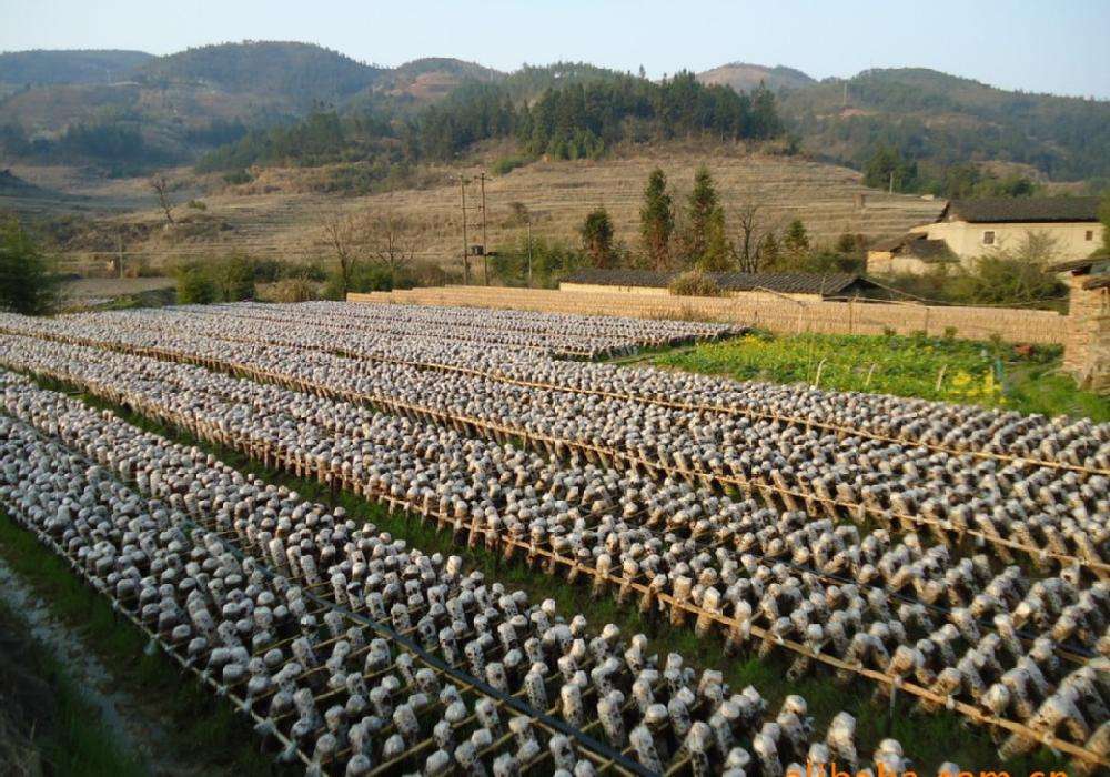 福建寧德古田縣力促縣域菌業工廠化 幫助中小菇農補齊生產短板