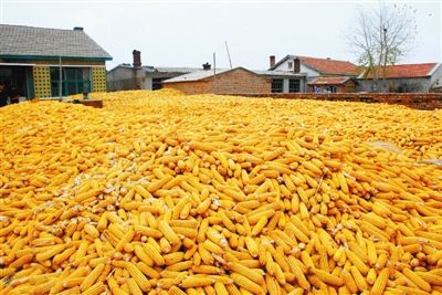 內蒙古糧食生產實現“十六連豐”糧食播種面積超億畝