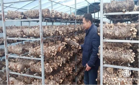 河南省南召縣板山坪鎮香菇產業奏響富民曲