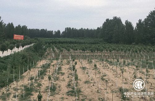 河南省南召縣南河店鎮：培育富民產業，助推脫貧攻堅